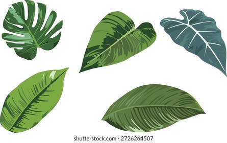 Five kinds of leaf illustrations