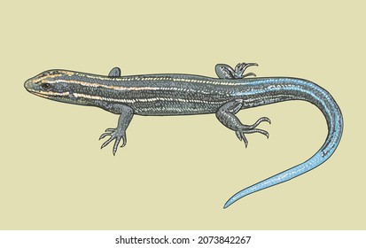 Five lines skink drawing, exotic, art.ullustration, vector