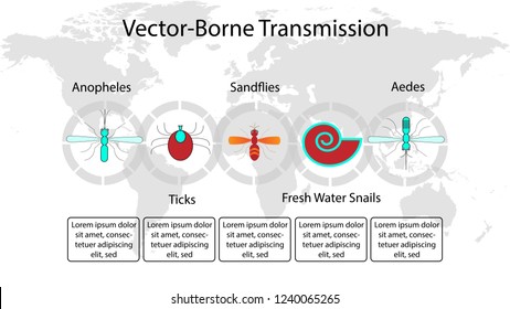 Five major vector-borne transmittors, Sandflies, Anopheles and Aedes mosquitoes, ticks, and fresh water snails. Vector and illustration. World Map background, 