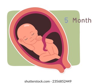 Five month human embryo development growth stage. Unborn baby fetus, placenta in uterus. Fetal development prenatal process, reproduction, pregnancy, motherhood concept flat vector illustration