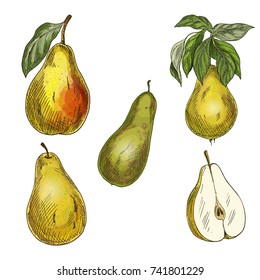 Five pears, design elements. Conference, yellow and forelle pears. Full color realistic sketch vector illustration. Hand drawn painted illustration.