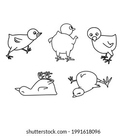 Five pictures of chicks in the form of line art, for pattern, illustration, coloring and background