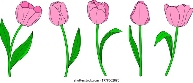 Cinco tulipanes rosados. Ilustración vectorial.