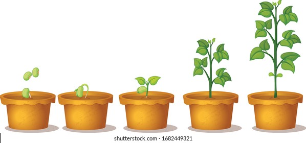 Five potted plants with green plants on white background illustration