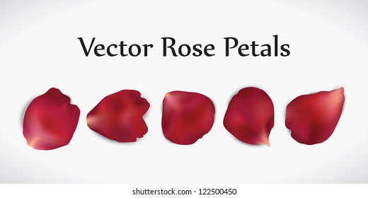 Five realistic vector red rose petals isolated on white