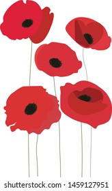 Five red poppy flower in wild nature