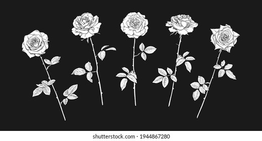 Five rose flowers in engraving style with leaves and stems on dark background. Hand drawn realistic open rosebuds. Decorative vector elements for memorial service, funeral home.