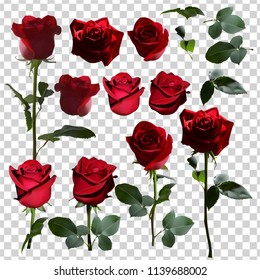 Five roses isolated from different angles on a white background. Vector illustration.