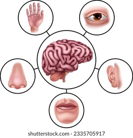 The five senses and brain, educational illustration diagram.