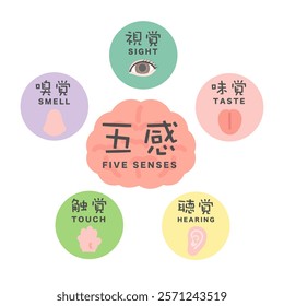 Five senses and brain illustration icon translation: Sight, smell, taste, hearing, touch