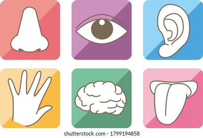 Five senses and brain image - Colorful icon set