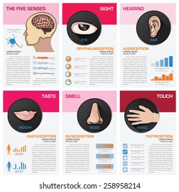 The Five Senses Chart Diagram Infographic Infographic Design Template