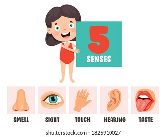 Five Senses Concept Human Organs Stock Vector (Royalty Free) 1825910027 ...