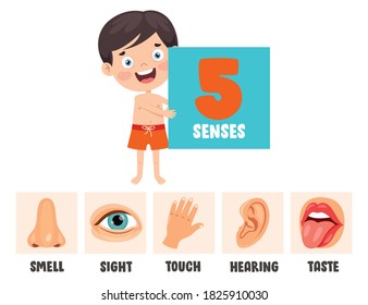 Five Senses Concept Human Organs Stock Vector (Royalty Free) 1847527327