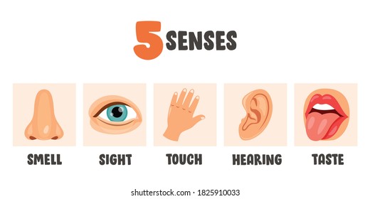 Five Senses Concept Human Organs Stock Vector (Royalty Free) 1847527300