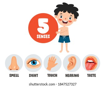 Five Senses Concept With Human Organs