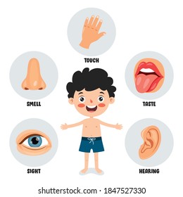 Five Senses Concept With Human Organs