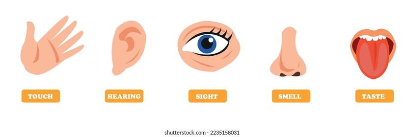 Five Senses Concept With Human Organs