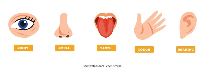 conceito de cinco sentidos com órgãos humanos