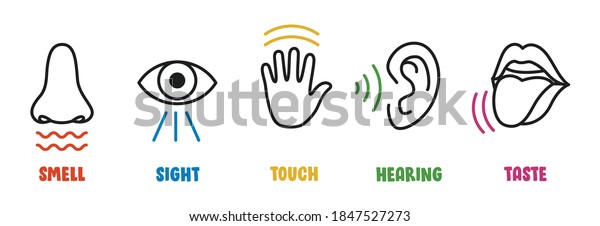 Five Senses Concept Human Organs Stock Vector Royalty Free 1847527273 Shutterstock