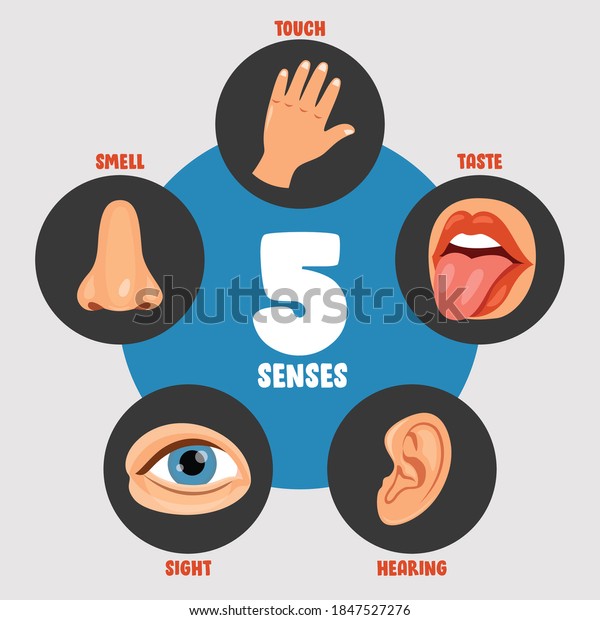 Five Senses Concept Human Organs Stock Vector (Royalty Free) 1847527276 ...