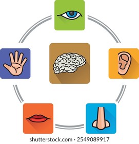 Five senses concept. Human perception color illustration