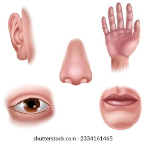 The five senses human body parts sensory organs icons. The eye representing sight, nose for smell, hand for touch, mouth representing taste and ear for hearing.