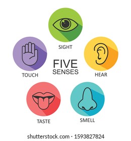 Five senses of human nervous system icon vector illustration, Simple line icons and color circles, 