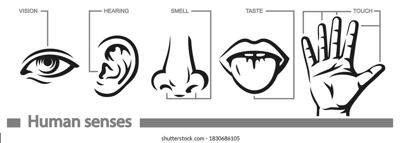 Five senses of human nervous system icon set. Symbols of eye for vision, nose for smell, ear for hearing, hand for touch and tongue for taste. 