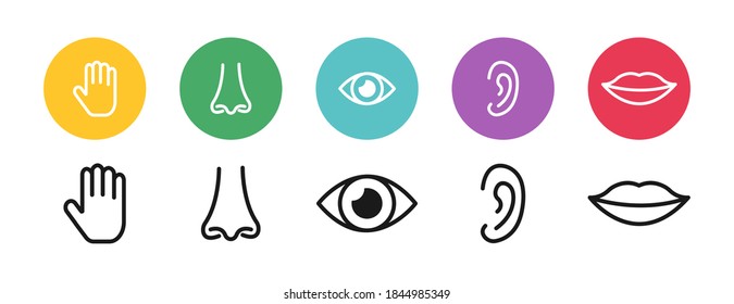 Five Senses Human Nervous System Types Stock Vector (Royalty Free ...