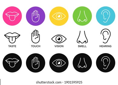 Cinco sentidos de la ilustración vectorial del icono del sistema nervioso humano, iconos de línea simple y círculos de color,