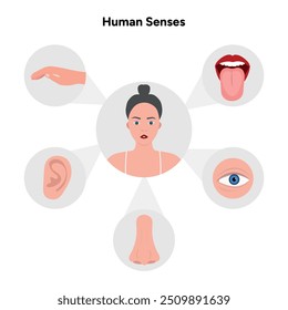 Five Senses With Human Organs. Medical illustration 