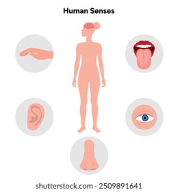 Five Senses With Human Organs. Medical illustration 