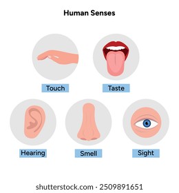 Five Senses With Human Organs. Medical illustration 