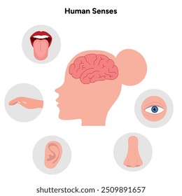 Five Senses With Human Organs. Medical illustration 