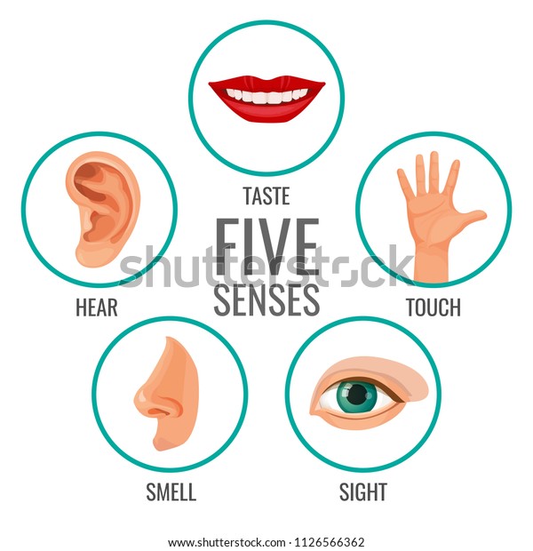 Five Senses Human Perception Poster Icons Stock Vector (Royalty Free ...