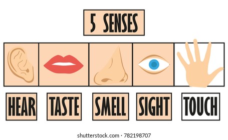 Five Senses Icon Flat Design Name Stock Vector (Royalty Free) 782198707 ...