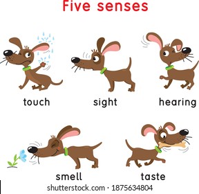 Five Senses Icon. Touch, Taste Hearing Sight Smell