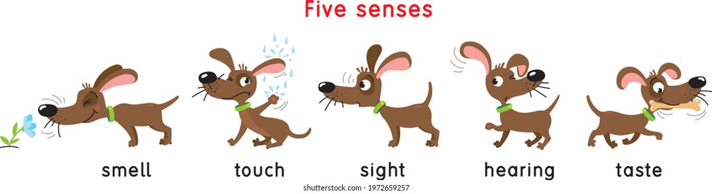 Five senses icon. Touch, taste hearing sight smell