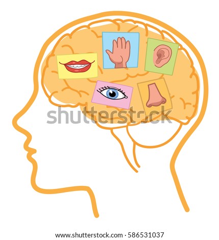 Five Senses illustration. Sight, hearing, taste, smell and touch in human brain.