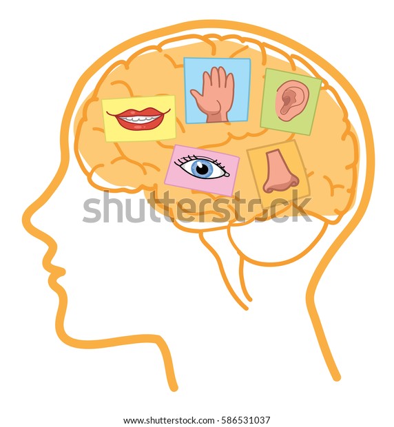 五感のイラスト 人間の脳には 視覚 聴覚 味覚 嗅覚 触覚がある のベクター画像素材 ロイヤリティフリー