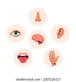 Five senses illustrations chart. Human ear and eye symbols, nose and mouth vector icons. Human perception. Taste, touch, hearing, smell and vision. Sensory organs and Brain