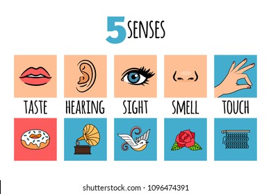 Five senses illustrations. Delicious donut anad loud music, bright bird, fragrant rose and soft wool, vector illustration