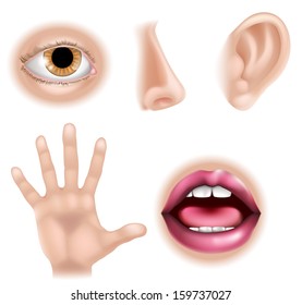 Five senses illustrations with hand for touch, eye for sight, nose for smell, ear for hearing and mouth for taste