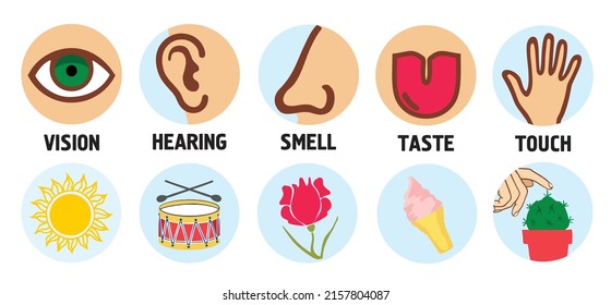 Five Senses Illustrations Vision Taste Touch Stock Vector (Royalty Free ...