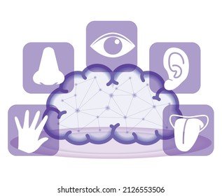 Five Senses Image and Brain - Infographics Made of Vector