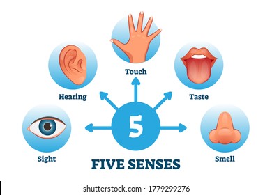 13,348 Sensory System Images, Stock Photos & Vectors | Shutterstock