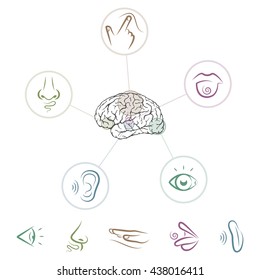 Five Senses Located Brain Stock Vector (Royalty Free) 438016411 ...