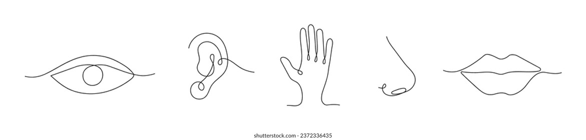 Five senses in one line. Eyes (vision), ears (hearing) ,tongue (taste), nose (smell) and skin (touch). Vector illustration