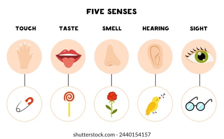 Five senses organs, vector illustration. Sight hearing taste touch smell.